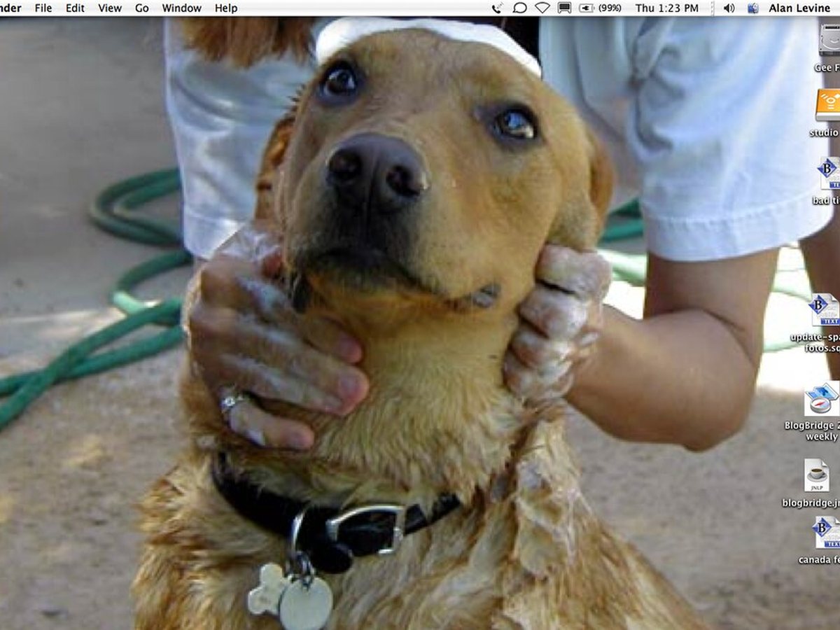 A dog being washed and towel-dried