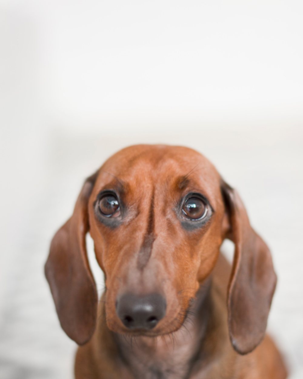 A dachshund looking up at the camera
