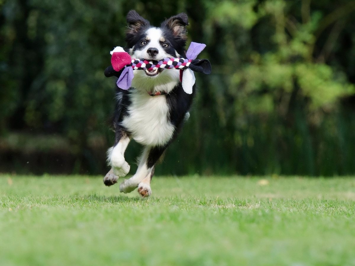 A dog running back with a toy in its mouth