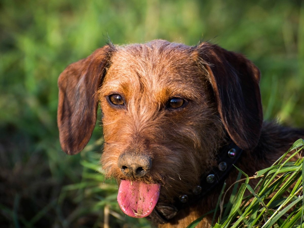 A wire-haired dog lying happily in the grass