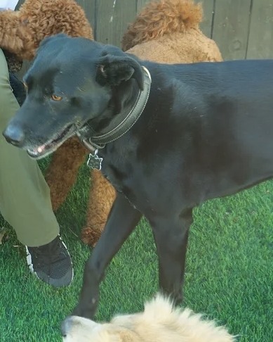 A black lab out in the yard with the rest of the pack